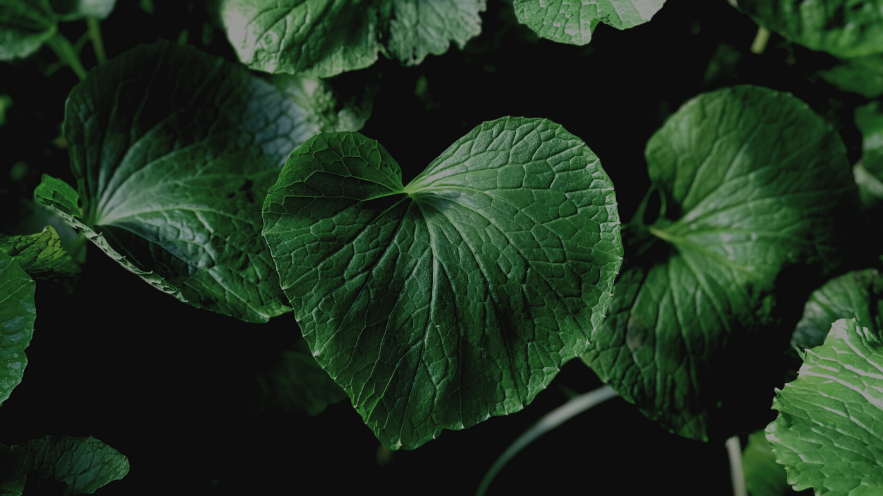 How Long Does It Last Part II: Nature's Flavor Wrapper (AKA